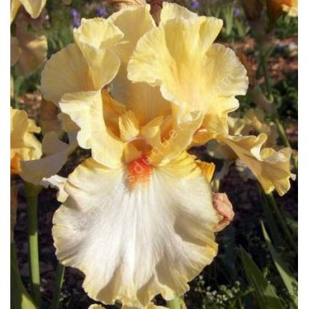 Iris 'Champagne Waltz'