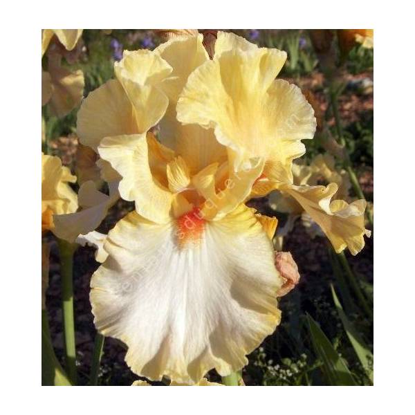 Iris 'Champagne Waltz'