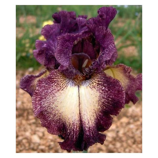 Iris 'Epicenter' Iris 'Epicenter'