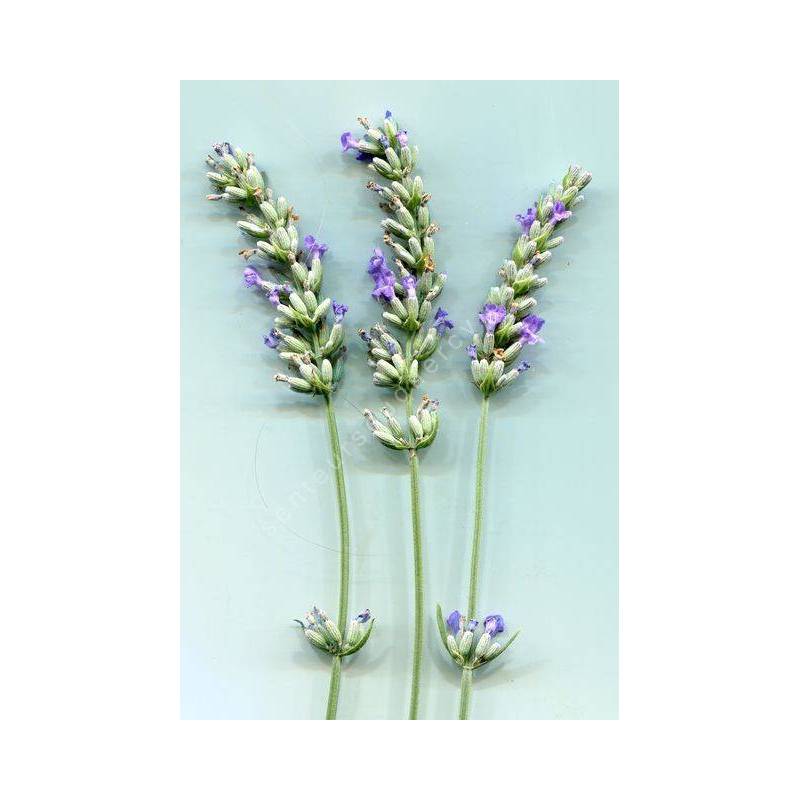 Lavandula x intermedia 'Futura', Lavandin