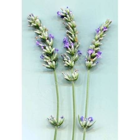 Lavandula x intermedia 'Futura', Lavandin