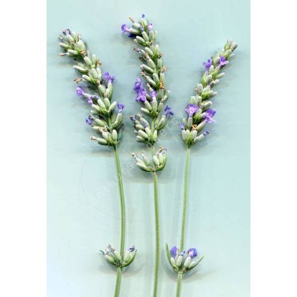 Lavandula x intermedia 'Futura', Lavandin Lavandula x intermedia 'Futura', Lavandin