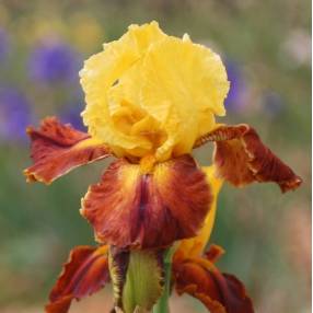 Iris 'Fiesta Time'