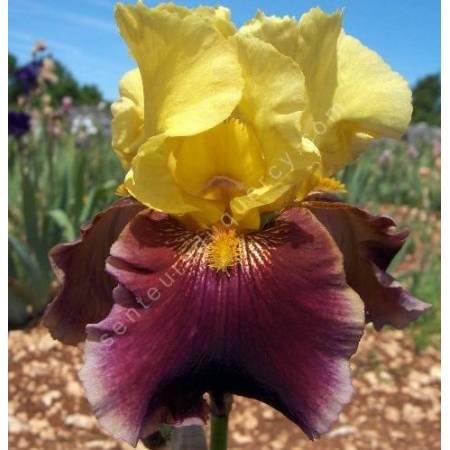 Iris 'Atys'