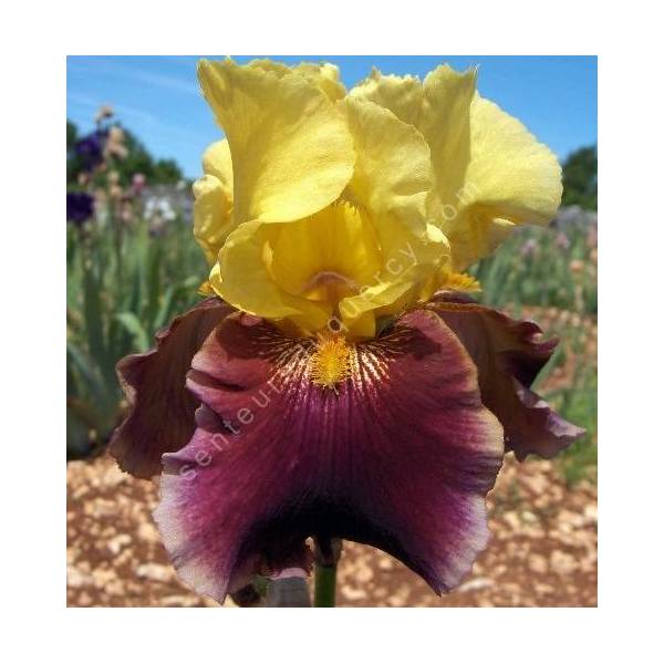 Iris 'Atys'