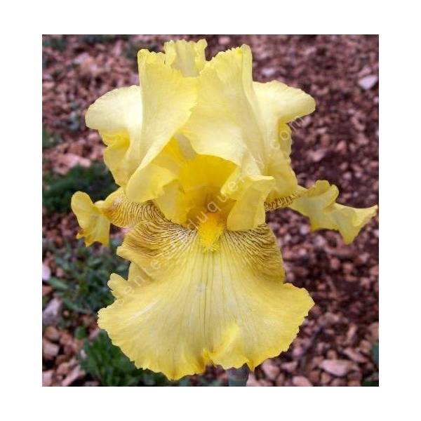 Iris 'Buckweat' Iris 'Buckweat'