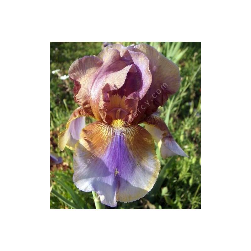 Iris 'Burnt Toffee'