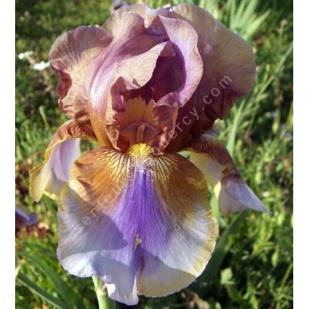 Iris 'Burnt Toffee'