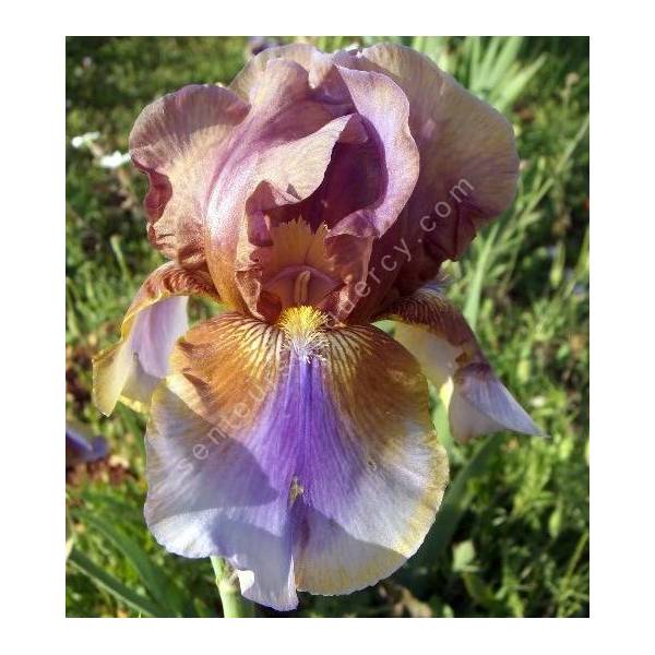 Iris 'Burnt Toffee'