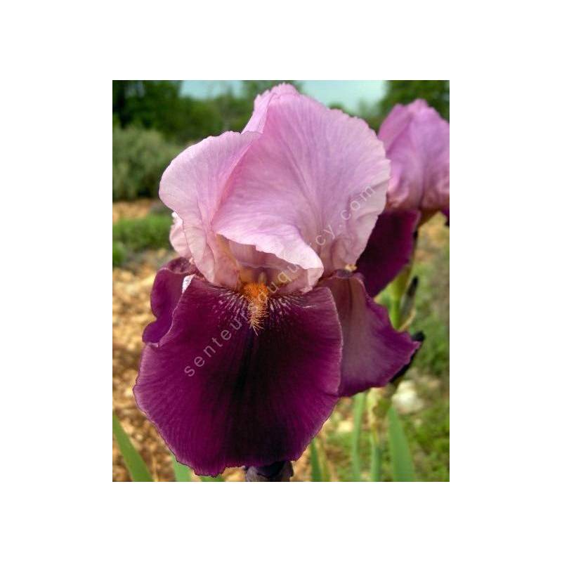 Iris 'Camelot Rose'