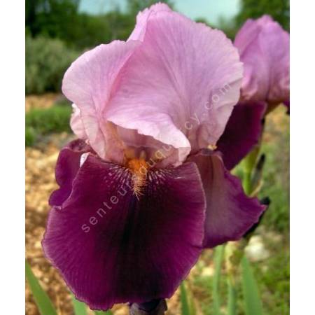 Iris 'Camelot Rose'