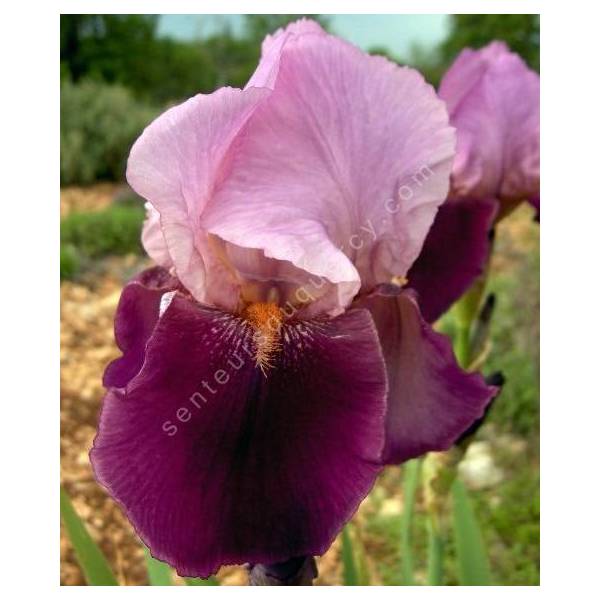 Iris 'Camelot Rose'