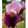 Iris 'Camelot Rose'