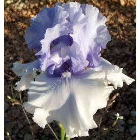 Iris 'Cascade Springs'