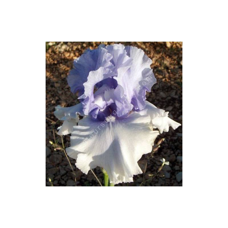 Iris 'Cascade Springs'