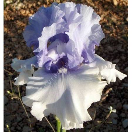 Iris 'Cascade Springs'