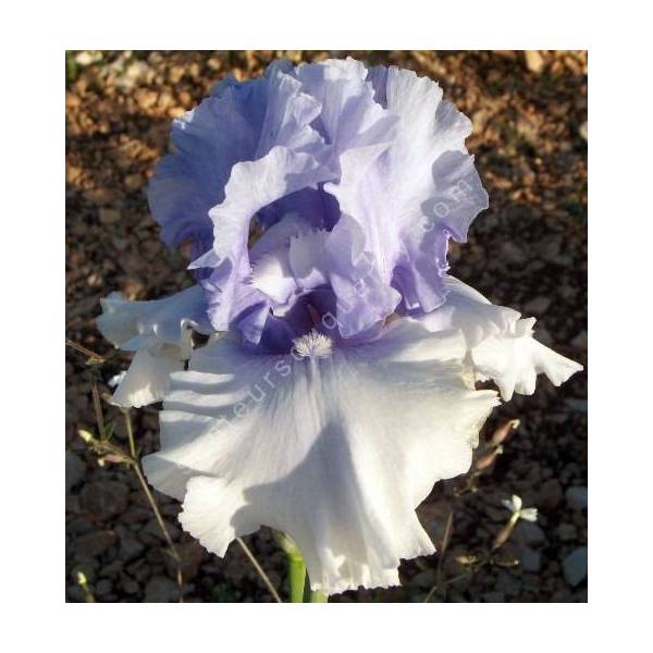 Iris 'Cascade Springs'