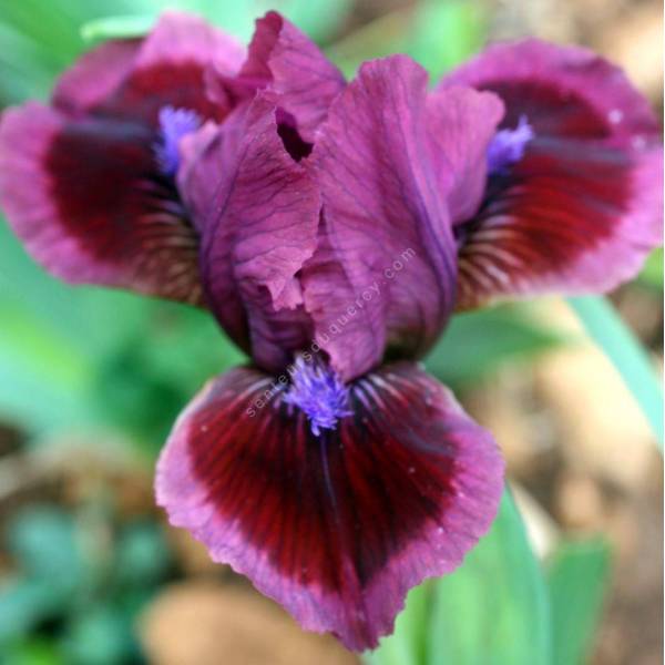 Iris 'Cat's 'Eye'