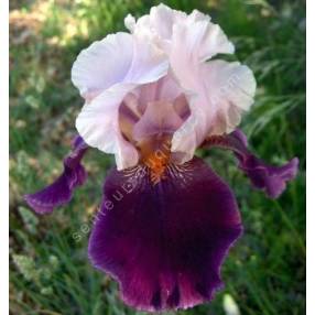 Iris 'Color Splash'