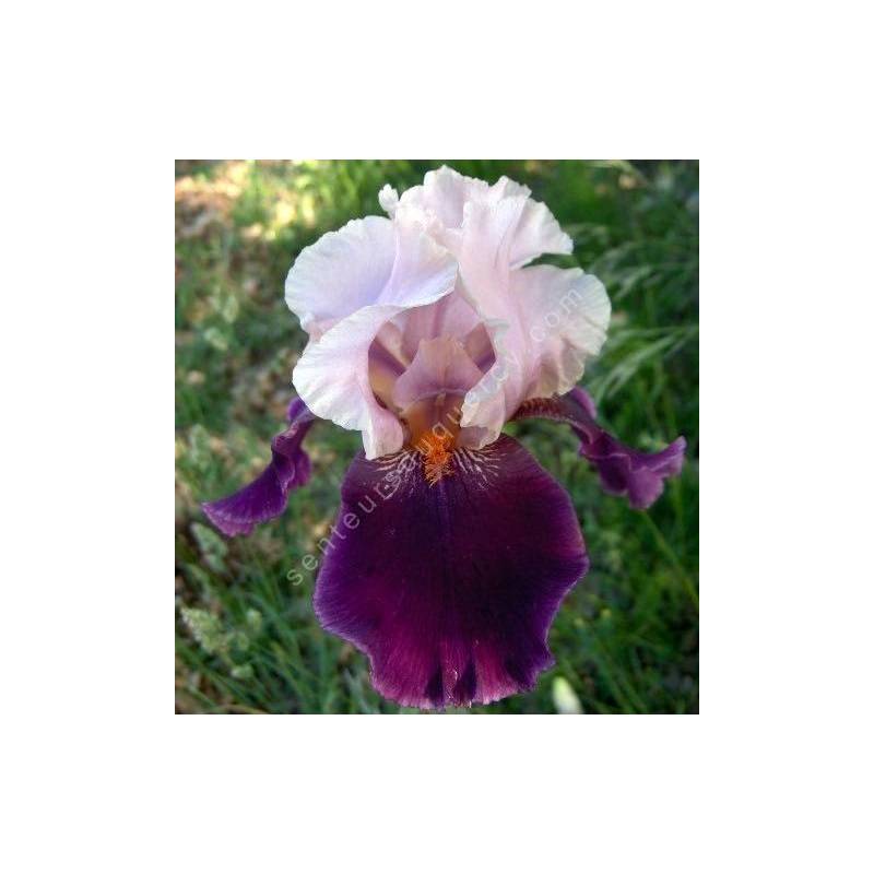 Iris 'Color Splash'