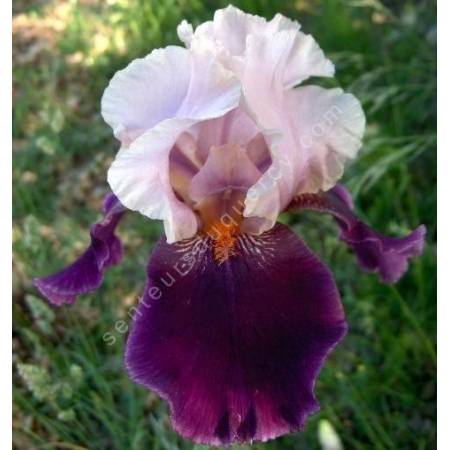 Iris 'Color Splash'