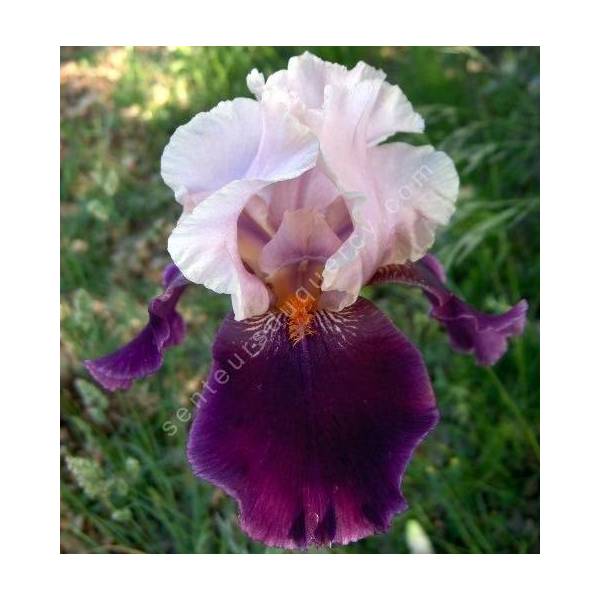 Iris 'Color Splash'