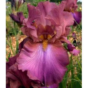 Iris 'Cranberry Ice'