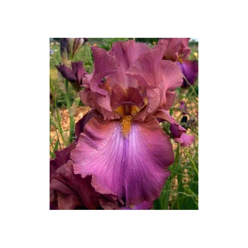 Iris 'Cranberry Ice'