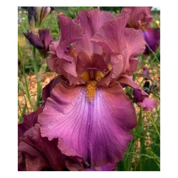Iris 'Cranberry Ice' Iris 'Cranberry Ice'