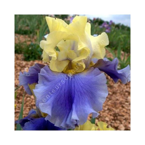 Iris 'Edith Wolford' Iris 'Edith Wolford'