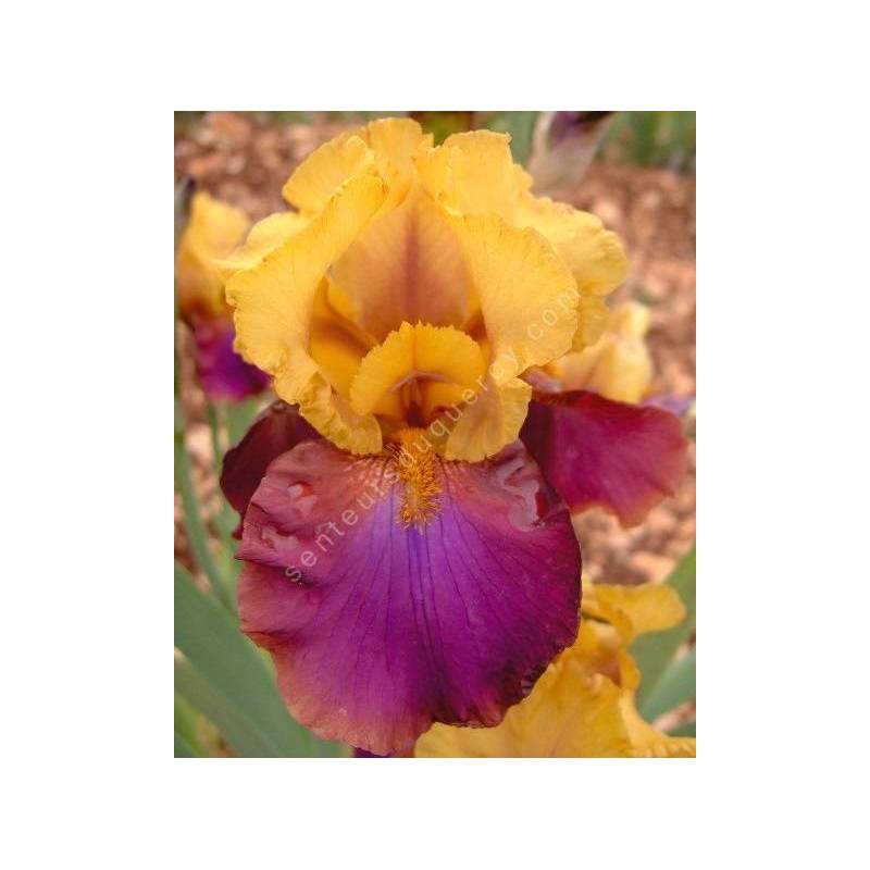 Iris 'Gala Madrid'