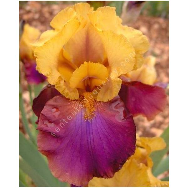 Iris 'Gala Madrid' Iris 'Gala Madrid'