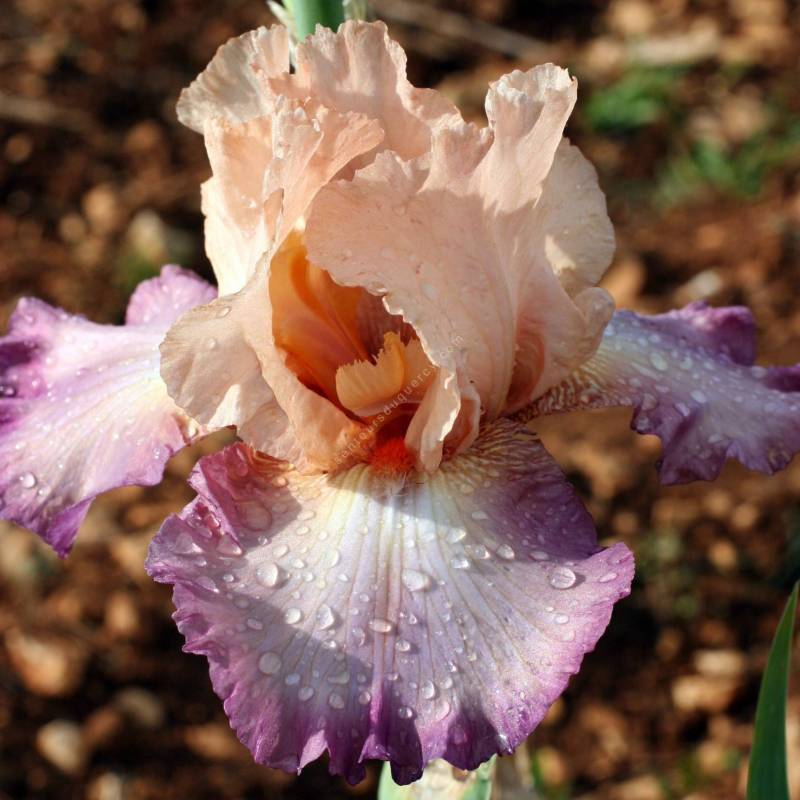Iris 'In Love'