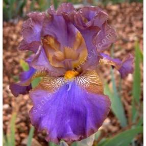 Iris 'Ostrogoth'