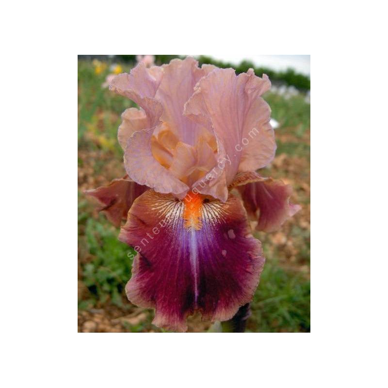 Iris 'Outrageous Fortune'