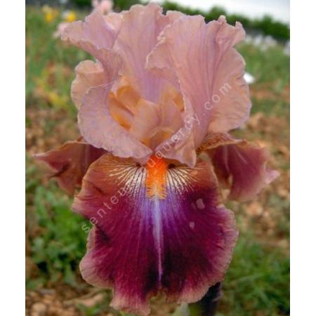 Iris 'Outrageous Fortune'