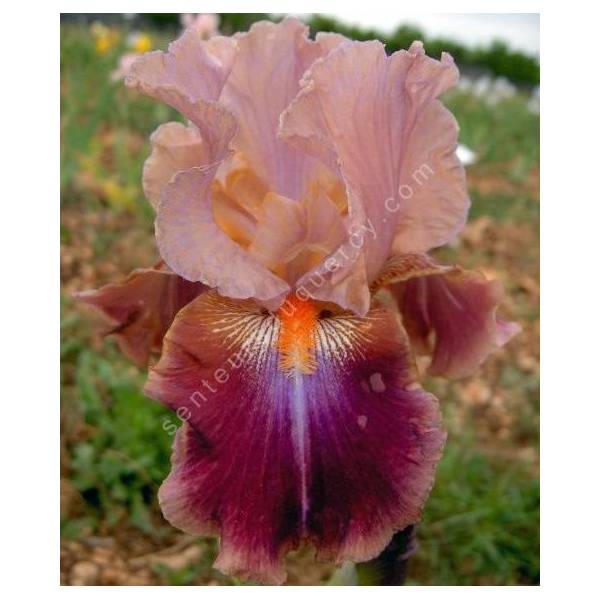 Iris 'Outrageous Fortune'