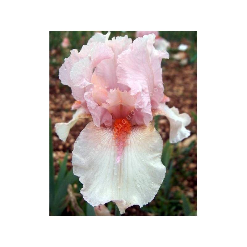 Iris 'Pagan Pink'