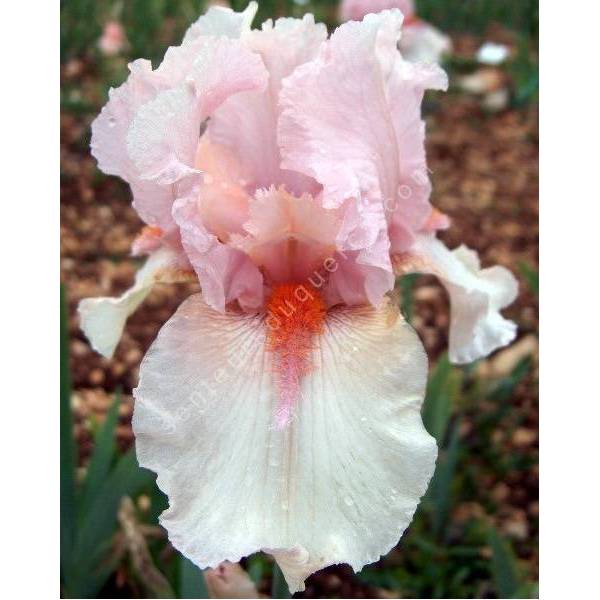 Iris 'Pagan Pink' Iris 'Pagan Pink'