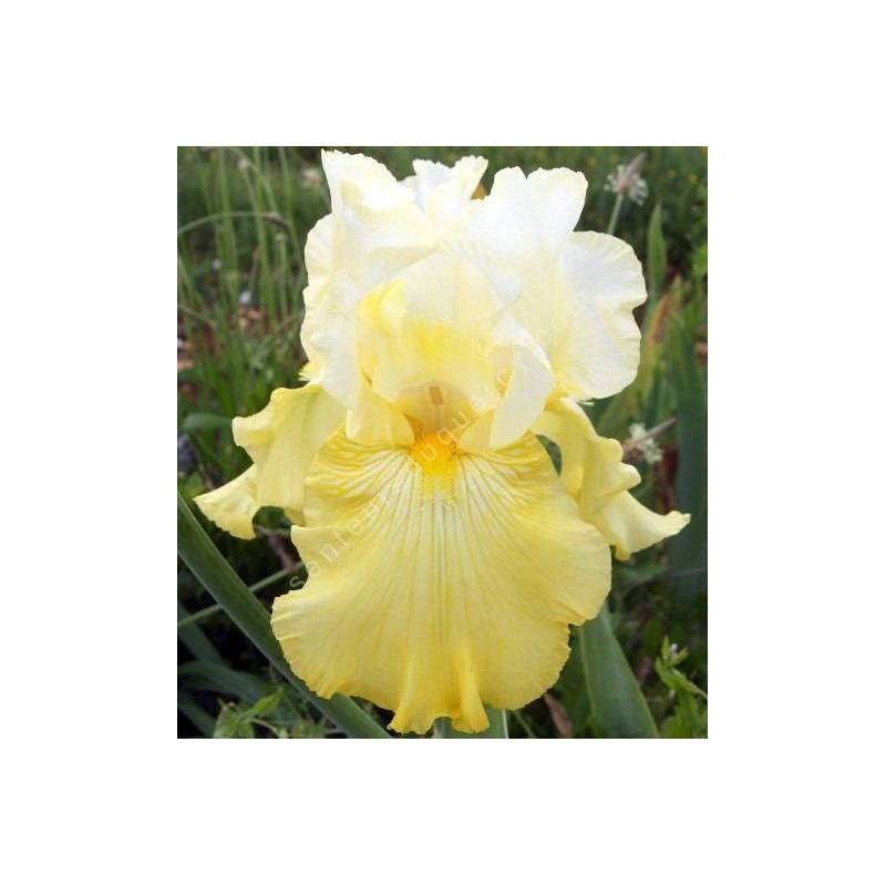 Iris 'Perfect Interlude'