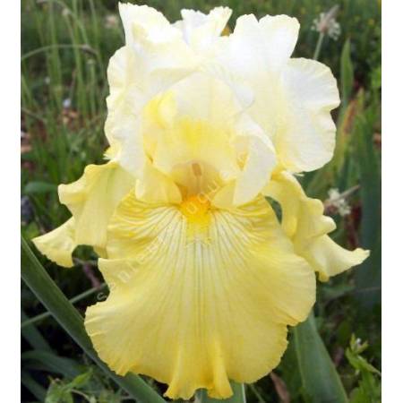 Iris 'Perfect Interlude'