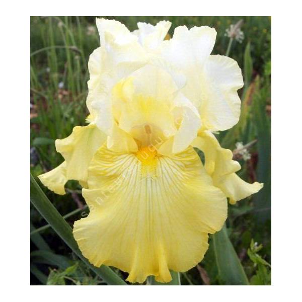 Iris 'Perfect Interlude' Iris 'Perfect Interlude'