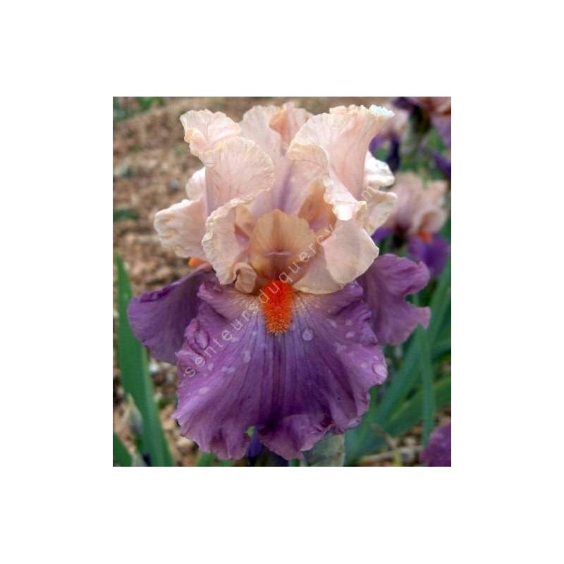 Iris 'Pompeii Lady'
