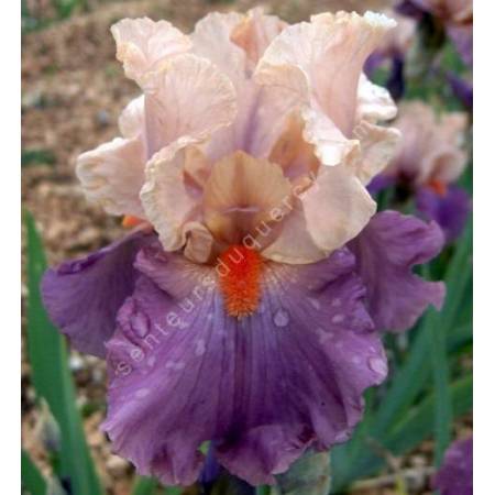 Iris 'Pompeii Lady'