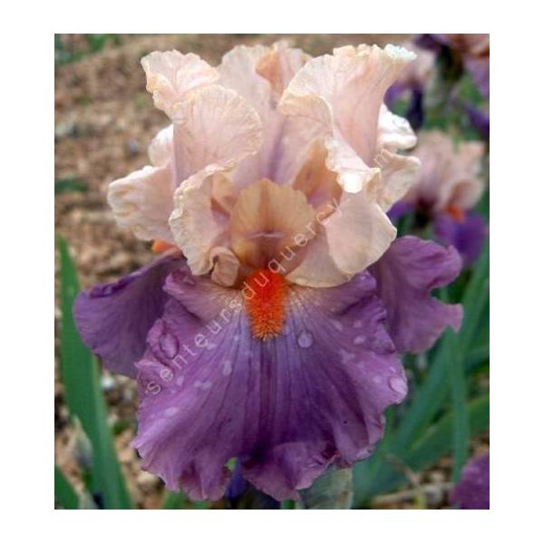 Iris 'Pompeii Lady'