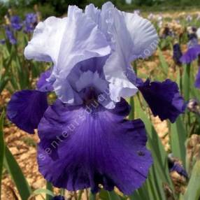 Iris 'Proud Tradition'