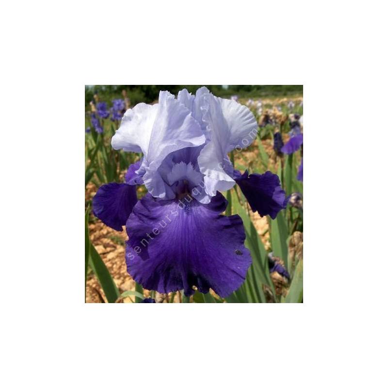 Iris 'Proud Tradition'