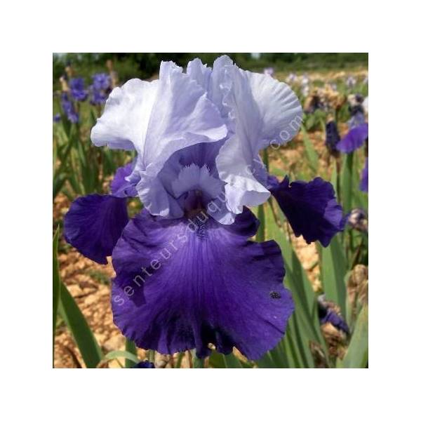 Iris 'Proud Tradition' Iris 'Proud Tradition'