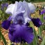 Iris 'Proud Tradition'
