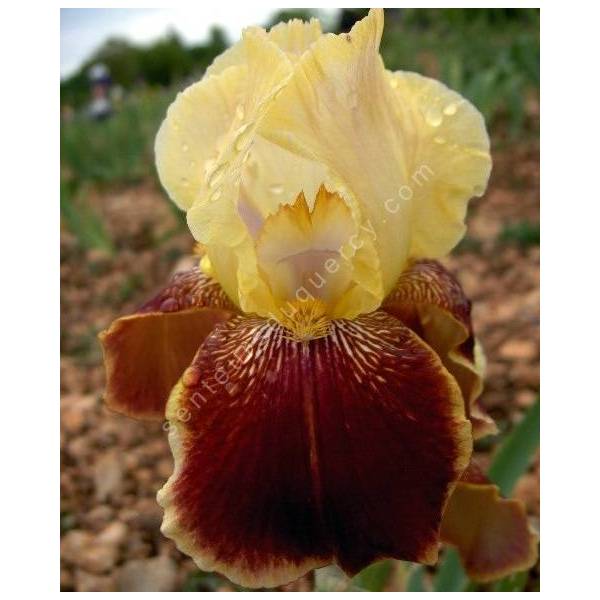 Iris 'Repartee' Iris 'Repartee'